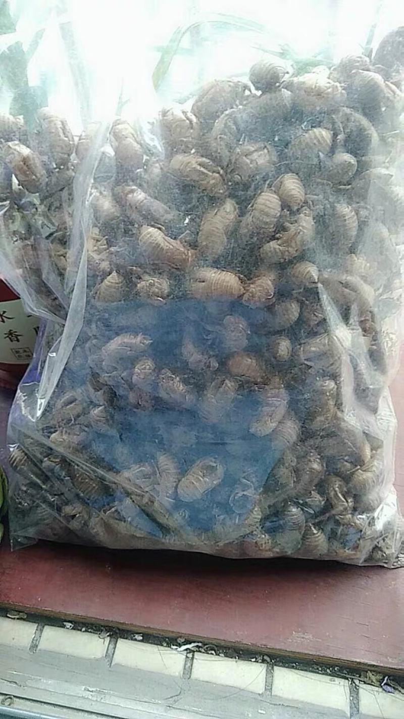 蝉蜕蝉衣知了壳蝉脱中药材农家初选