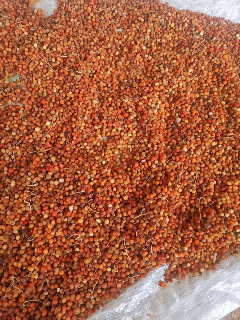 黄精种子红花滇黄精净籽姜形多花黄精种子出芽率90%