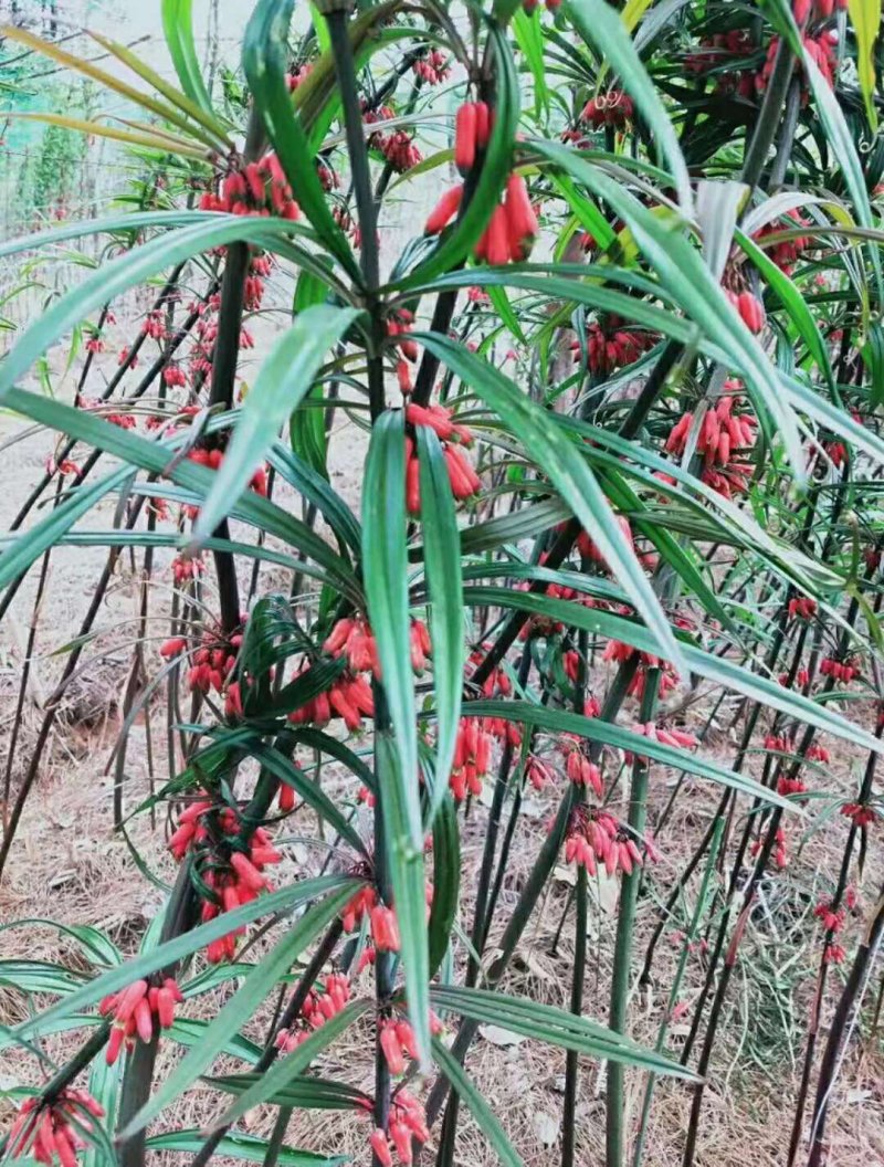 黄精种子红花滇黄精净籽姜形多花黄精种子出芽率90%