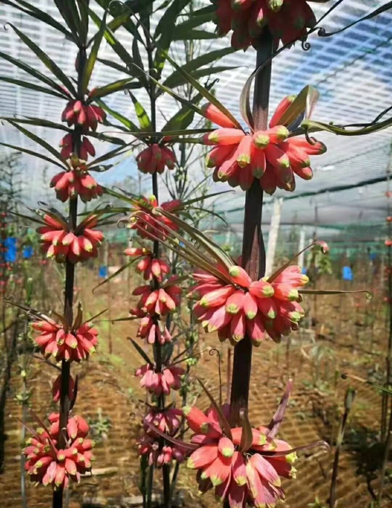 黄精种子红花滇黄精净籽姜形多花黄精种子出芽率90%