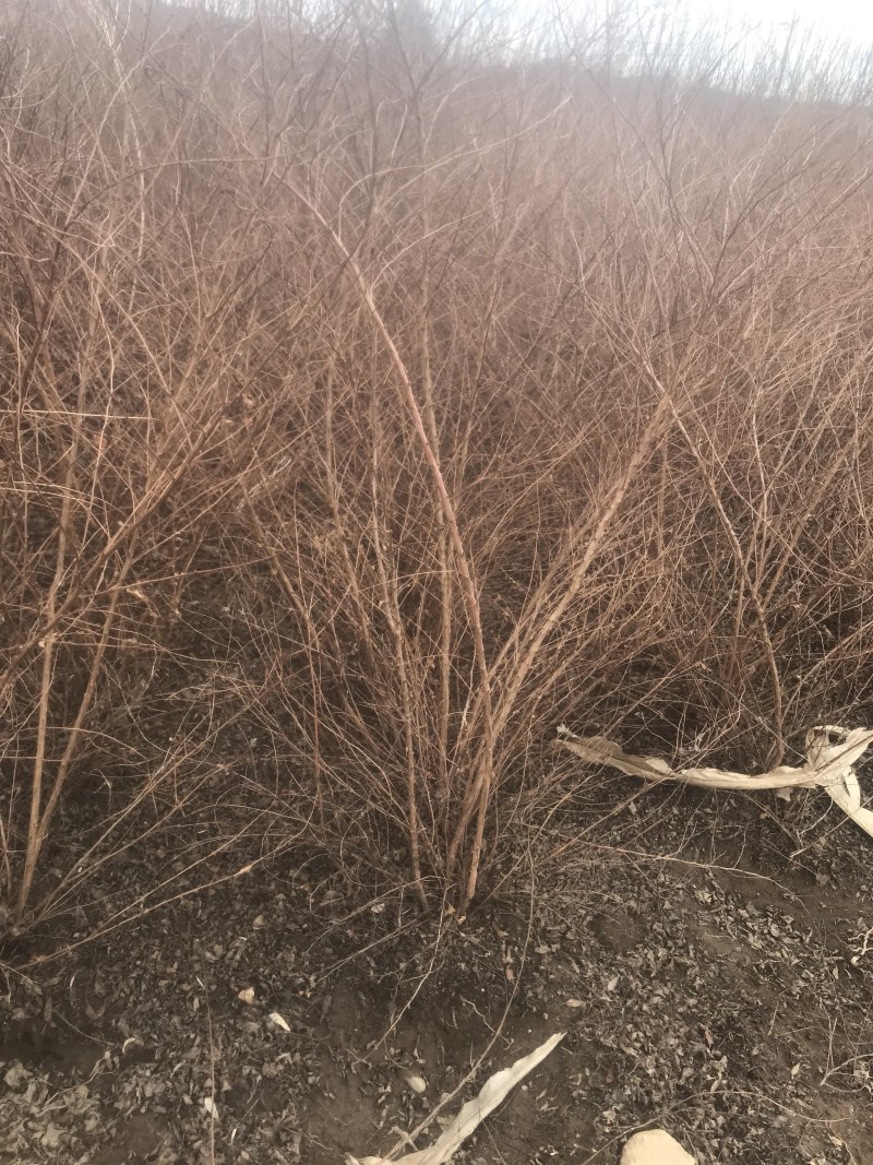 珍珠绣线菊雪柳雪柳小苗绣线菊小苗绣线球喷雪花