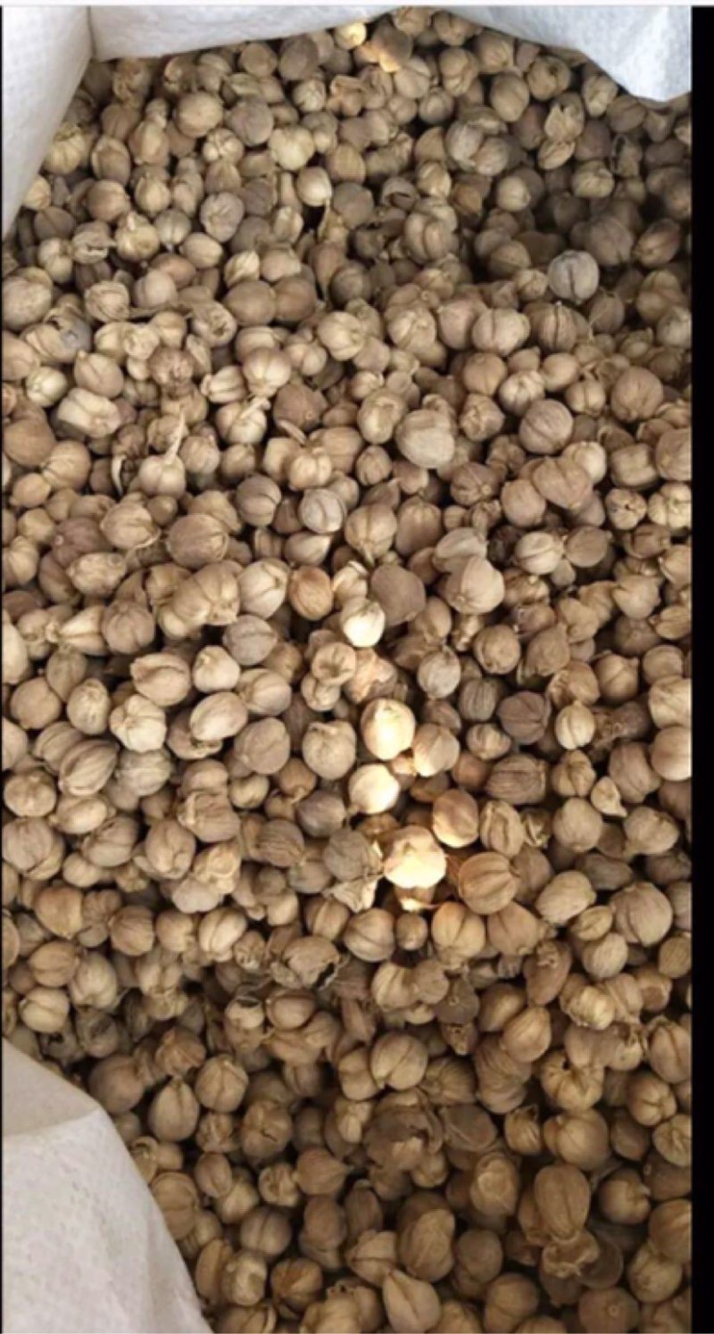 白豆蔻白扣白蔻正品无硫各种香料批发