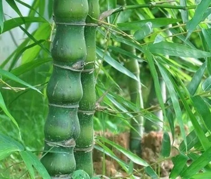 别墅庭院盆景造景专用高档罗汉竹佛肚竹四季青竹金竹