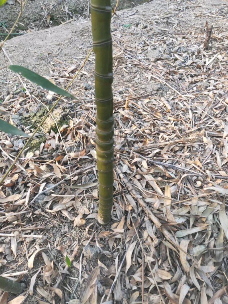 别墅庭院盆景造景专用高档罗汉竹佛肚竹四季青竹金竹
