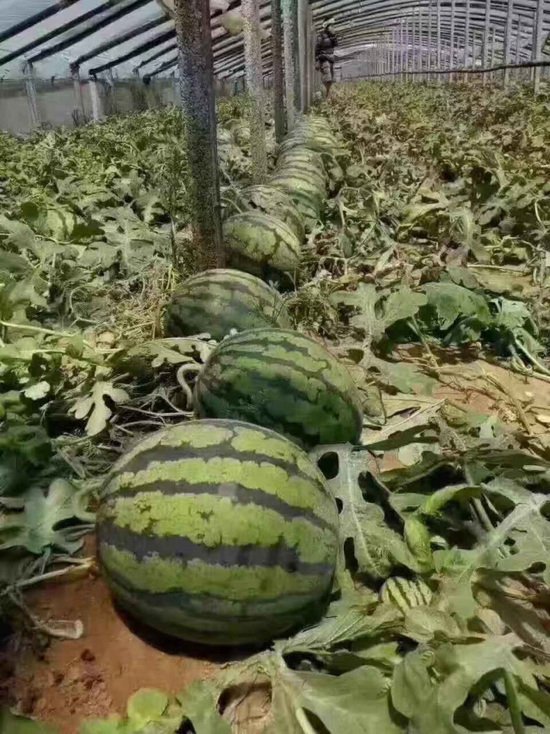《欢迎来电咨询》诚信靠谱，甜王西瓜，山东甜王西瓜即将上市