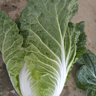 大白菜