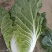 大白菜