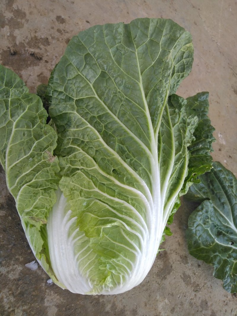 大白菜