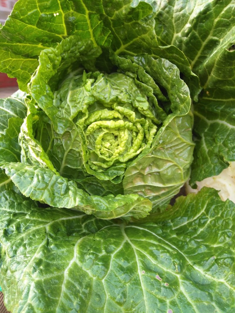 大白菜
