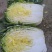 大白菜