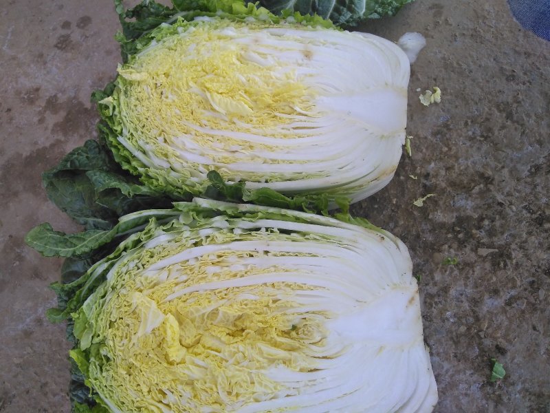 大白菜