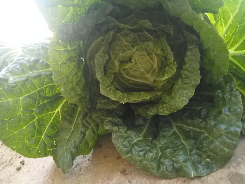 大白菜