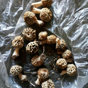 羊肚菌