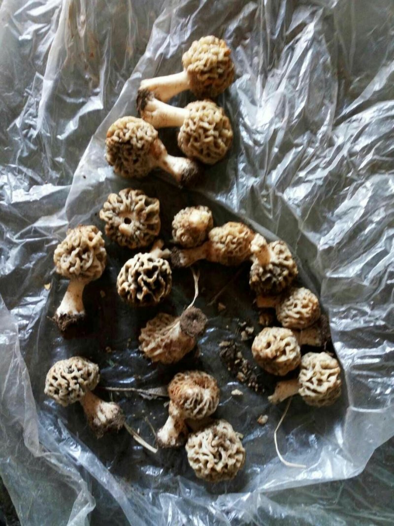 羊肚菌