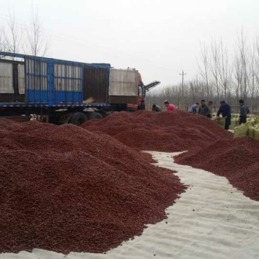 酿酒枣泥枣汁药厂用食品原料枣乐陵金丝小枣产地直发