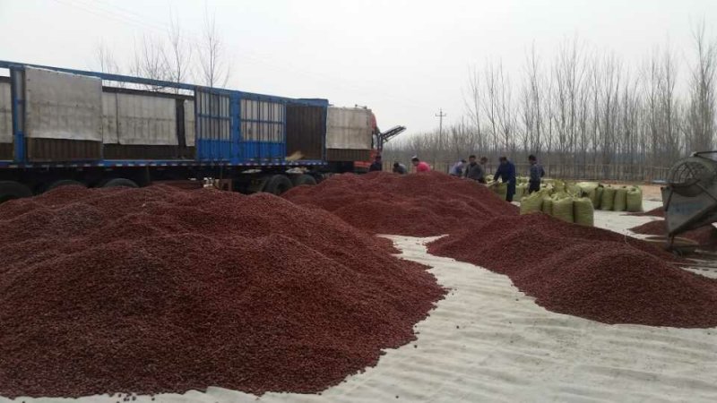 酿酒枣泥枣汁药厂用食品原料枣乐陵金丝小枣产地直发