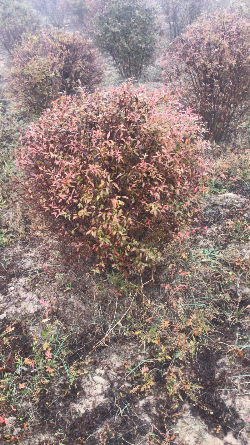 珍珠绣线菊雪柳雪柳小苗绣线菊小苗绣线球喷雪花