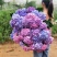 绣球八仙花无尽夏大海蓝小海蓝可用于园艺绿化工程