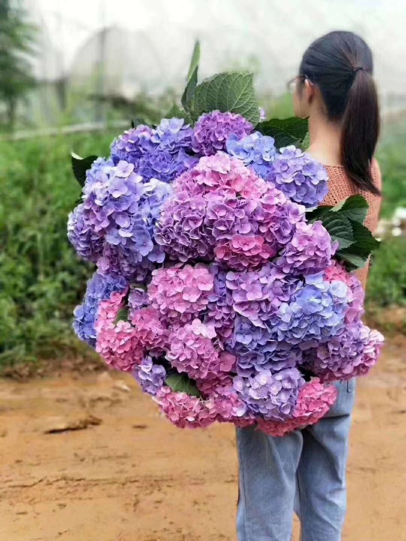 绣球八仙花无尽夏大海蓝小海蓝可用于园艺绿化工程
