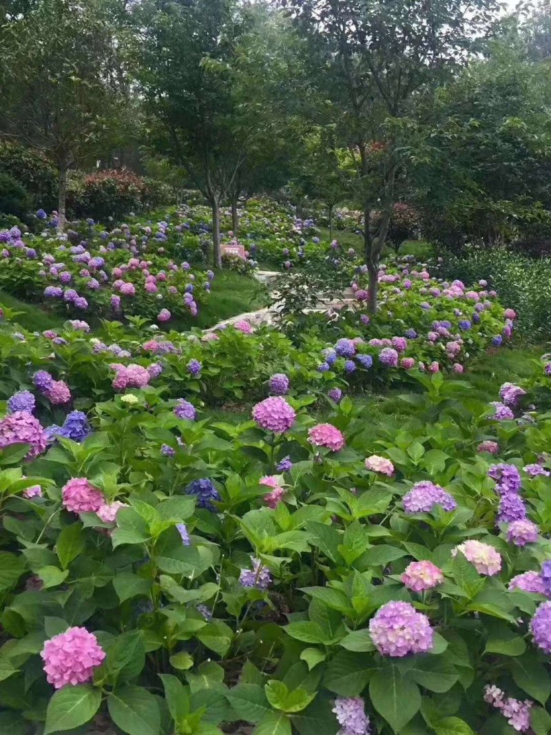 绣球八仙花无尽夏大海蓝小海蓝可用于园艺绿化工程