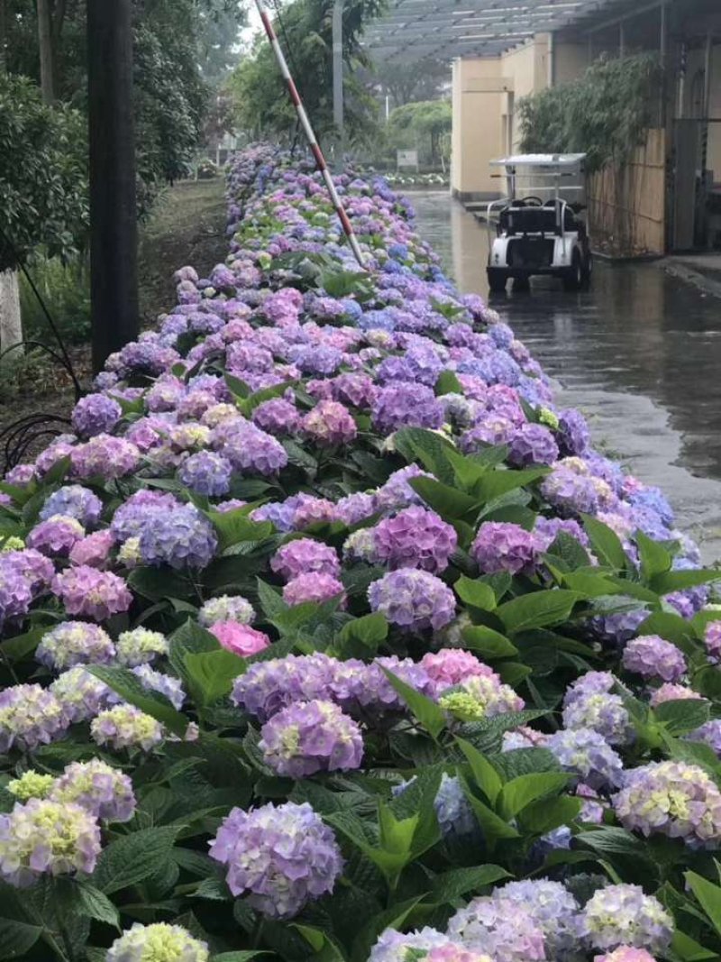 绣球八仙花无尽夏大海蓝小海蓝可用于园艺绿化工程
