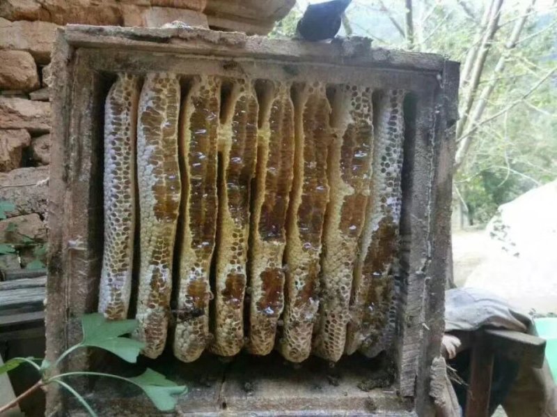 【纯正好货】大山中天然土蜂蜜500g批发电商微商一件代发