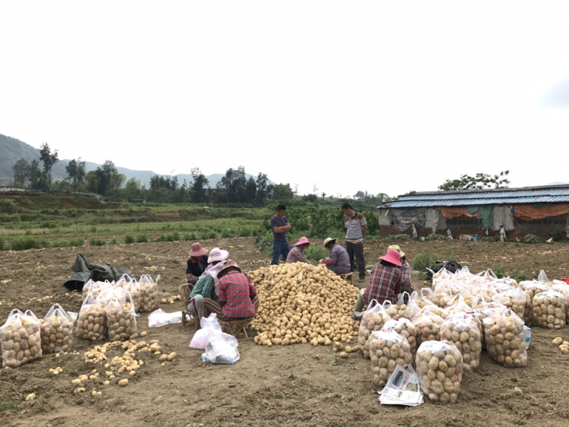 霞浦沙地土豆🥔黄皮黄心二两以上