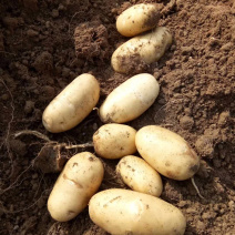 霞浦沙地土豆🥔黄皮黄心二两以上