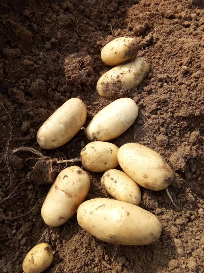 霞浦沙地土豆🥔黄皮黄心二两以上