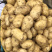 霞浦沙地土豆🥔黄皮黄心二两以上