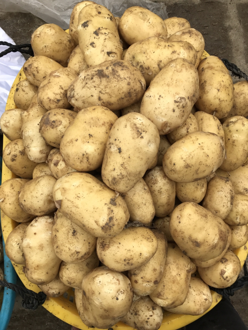 霞浦沙地土豆🥔黄皮黄心二两以上