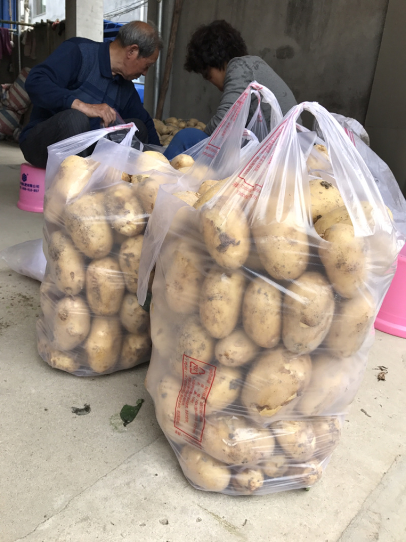 霞浦沙地土豆🥔黄皮黄心二两以上