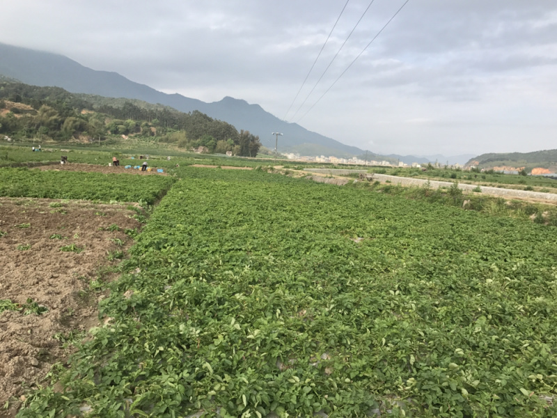 霞浦沙地土豆🥔黄皮黄心二两以上
