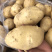 霞浦沙地土豆🥔黄皮黄心二两以上