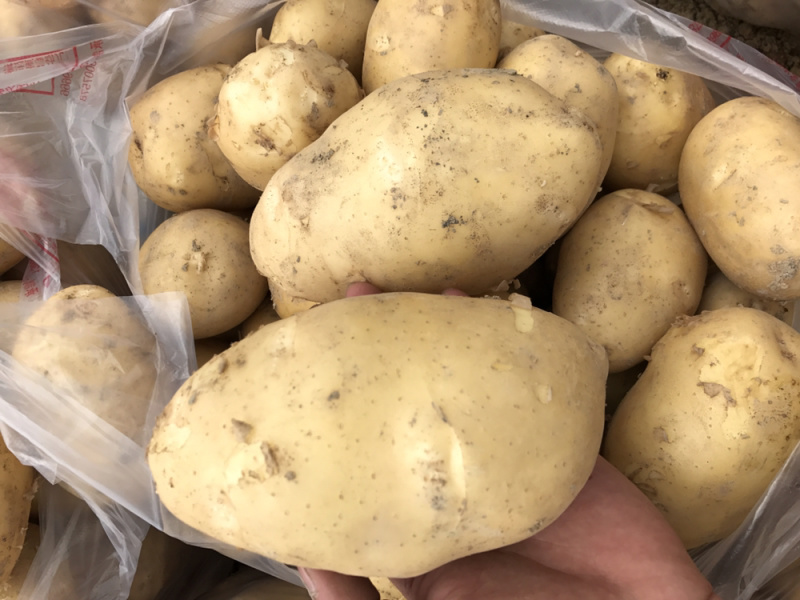 霞浦沙地土豆🥔黄皮黄心二两以上