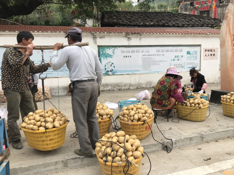 霞浦沙地土豆🥔黄皮黄心二两以上