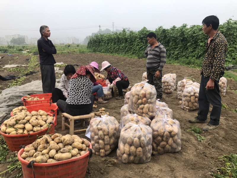 霞浦沙地土豆🥔黄皮黄心二两以上