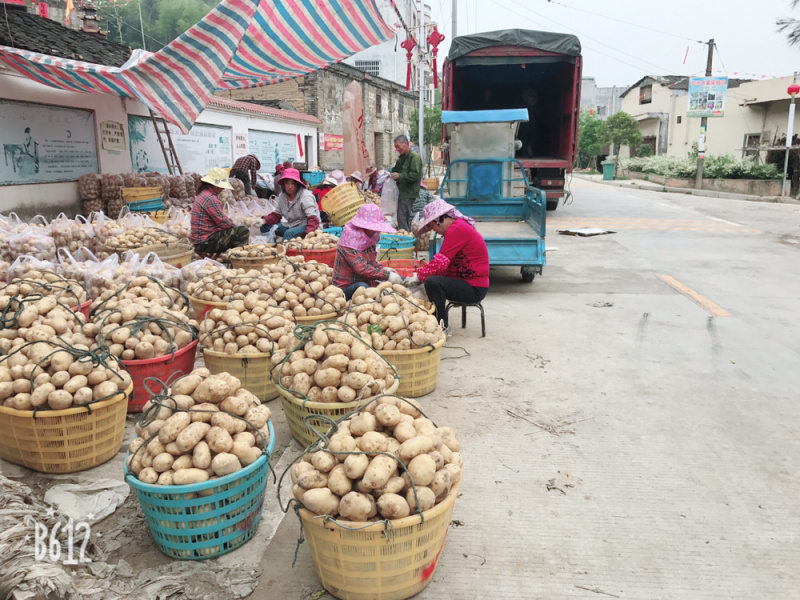 霞浦沙地土豆🥔黄皮黄心二两以上