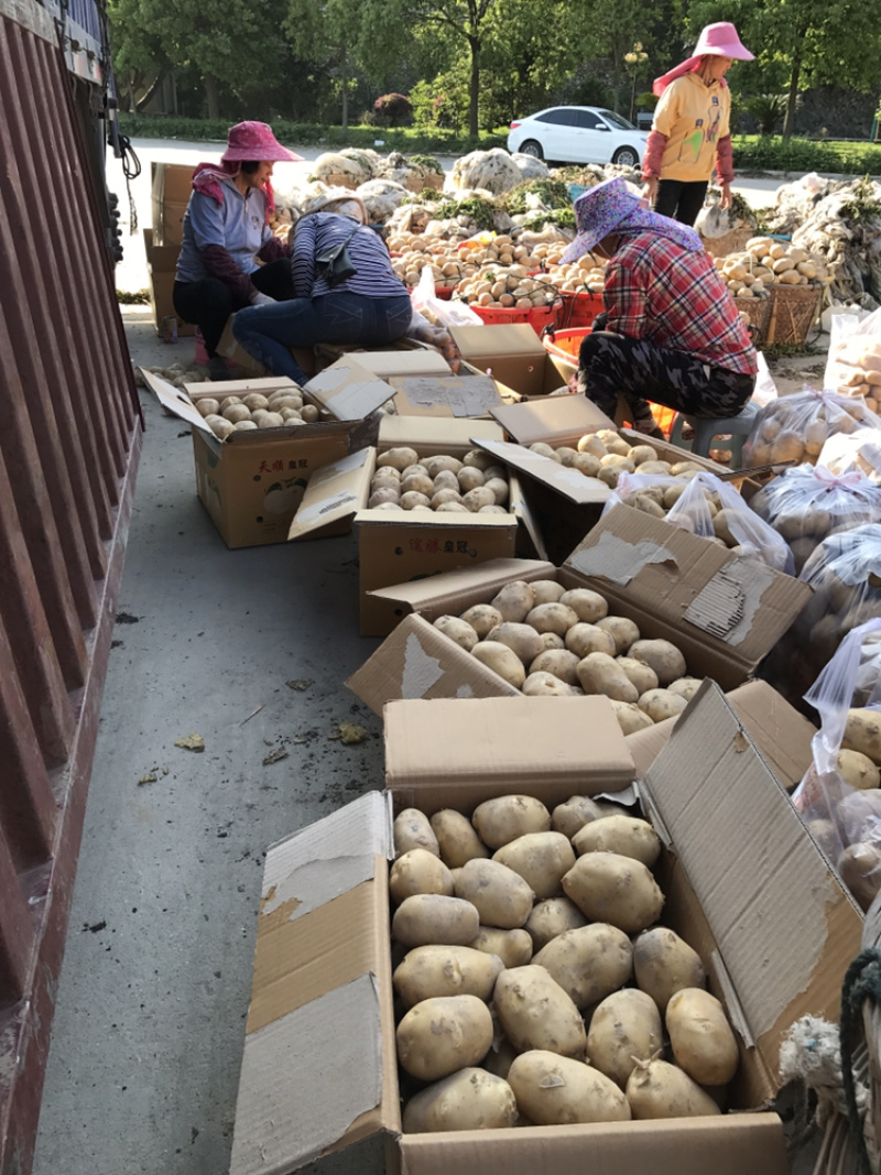 霞浦沙地土豆🥔黄皮黄心二两以上