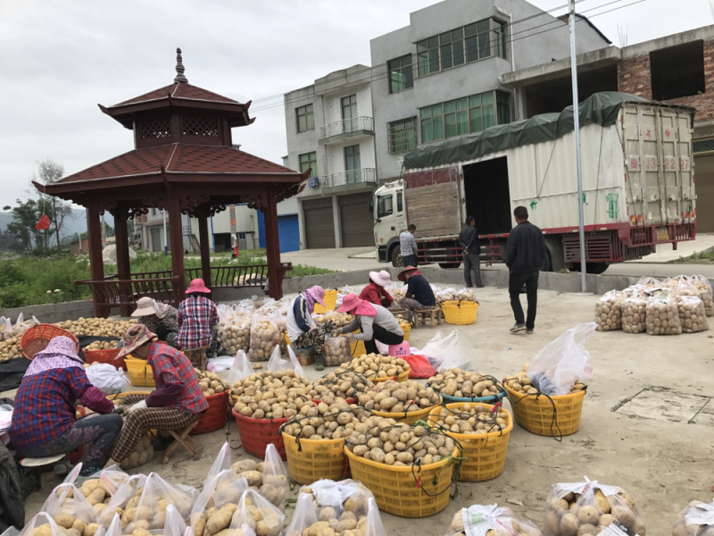 霞浦沙地土豆🥔黄皮黄心二两以上