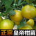 柑桔苗，皇帝柑苗树苗，50-80cm