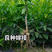柑桔苗，皇帝柑苗树苗，50-80cm