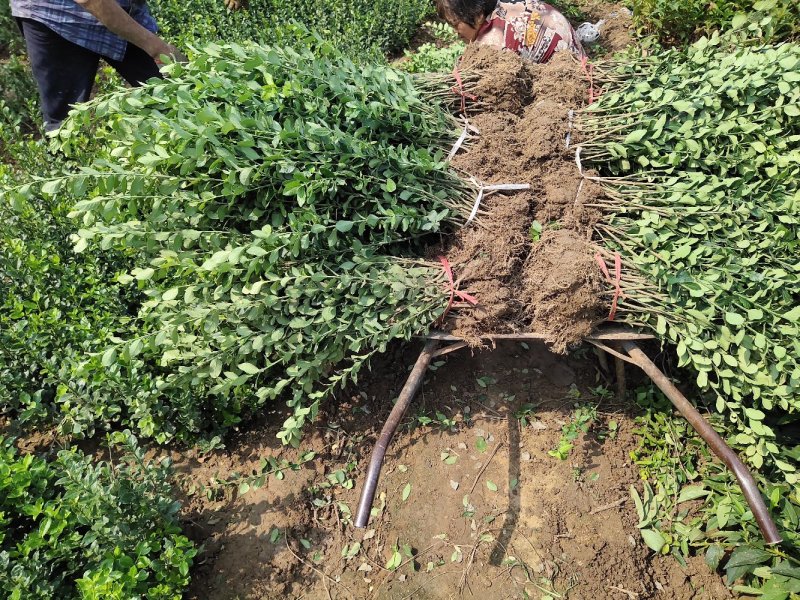 卫矛苗、卫矛床苗、基地大量现货销售、现起现挖发货