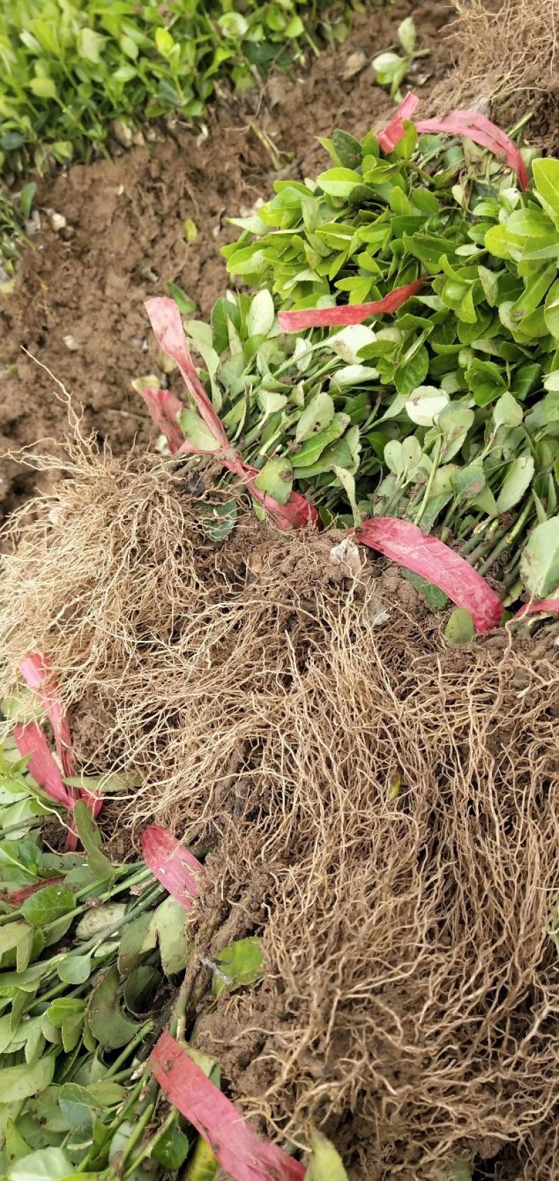 卫矛苗、卫矛床苗、基地大量现货销售、现起现挖发货