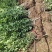 卫矛苗、卫矛床苗、基地大量现货销售、现起现挖发货