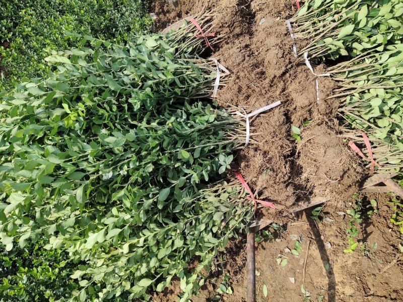卫矛苗、卫矛床苗、基地大量现货销售、现起现挖发货