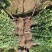 卫矛苗、卫矛床苗、基地大量现货销售、现起现挖发货