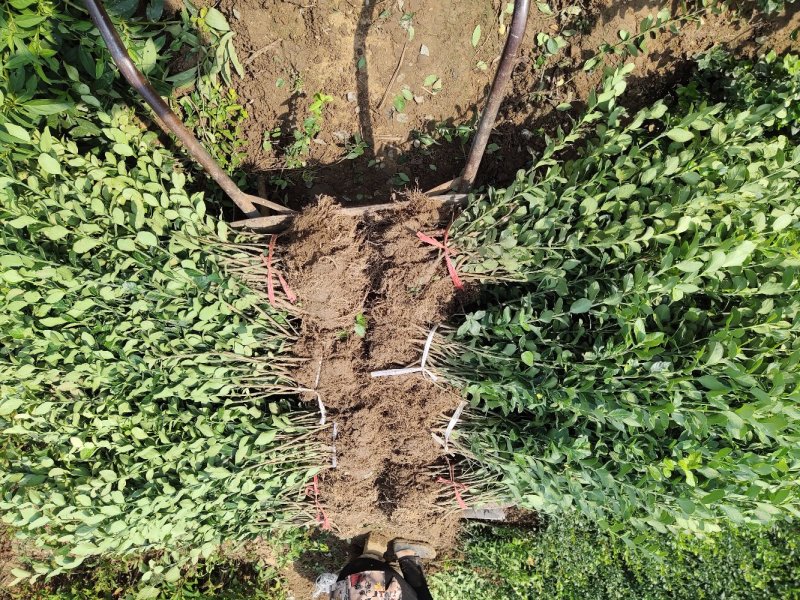 卫矛苗、卫矛床苗、基地大量现货销售、现起现挖发货