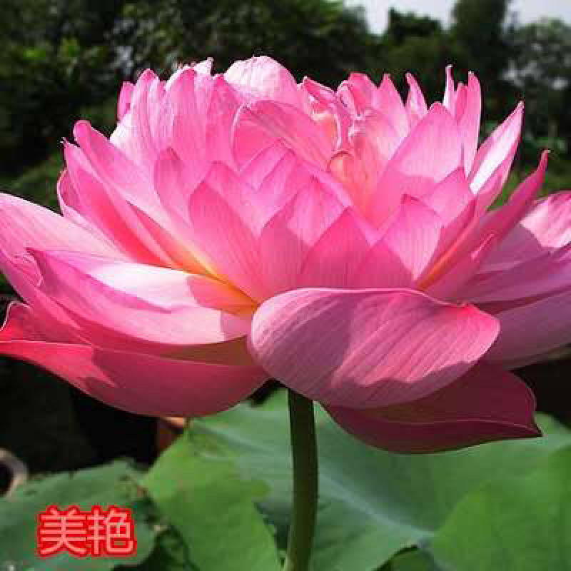 大型观赏荷花藕苗，盆栽藕苗，莲藕种苗荷花莲藕苗