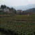 茶叶树苗，陕茶一号，龙井，平阳特早，品种齐全。